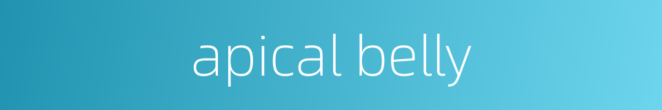 apical belly的同义词