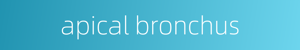 apical bronchus的同义词