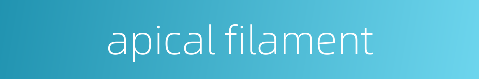 apical filament的同义词