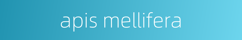 apis mellifera的同义词