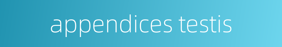 appendices testis的同义词