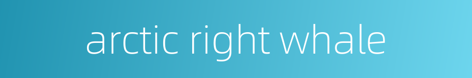 arctic right whale的同义词
