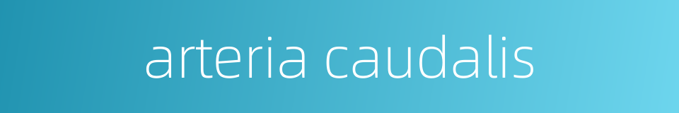 arteria caudalis的同义词