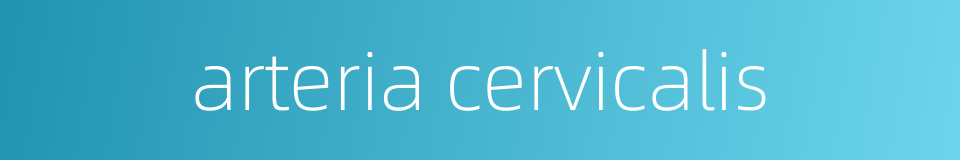 arteria cervicalis的同义词
