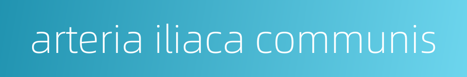 arteria iliaca communis的同义词