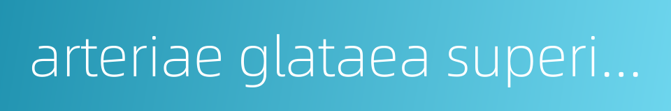 arteriae glataea superior的同义词