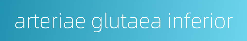 arteriae glutaea inferior的同义词