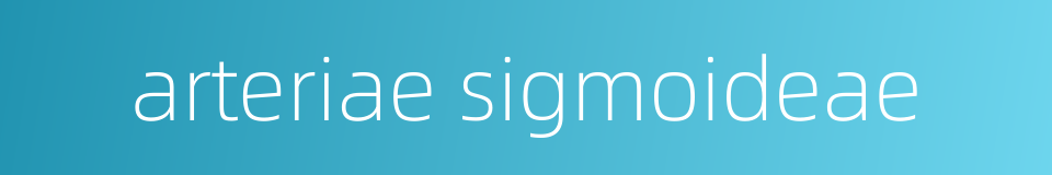 arteriae sigmoideae的同义词
