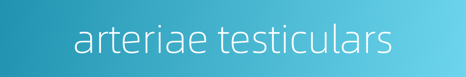 arteriae testiculars的同义词