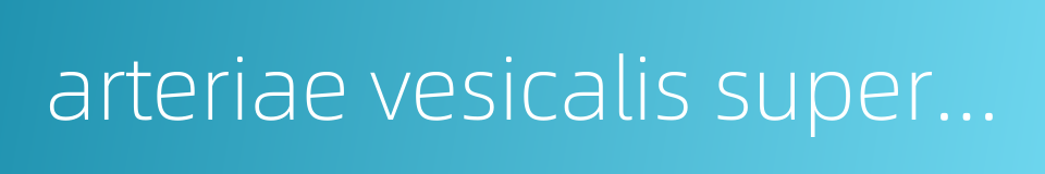 arteriae vesicalis superior的同义词