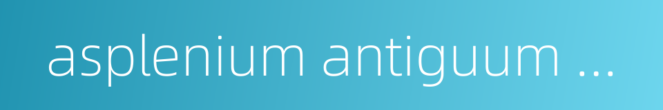 asplenium antiguum mak的同义词