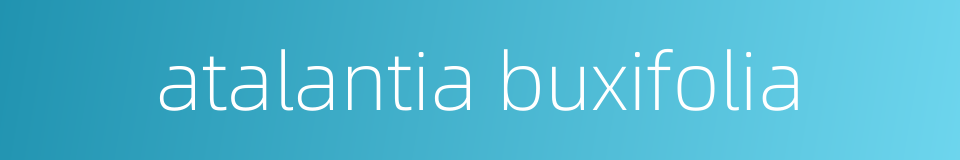 atalantia buxifolia的同义词