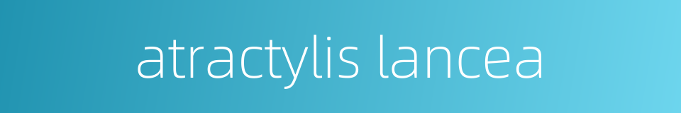 atractylis lancea的同义词