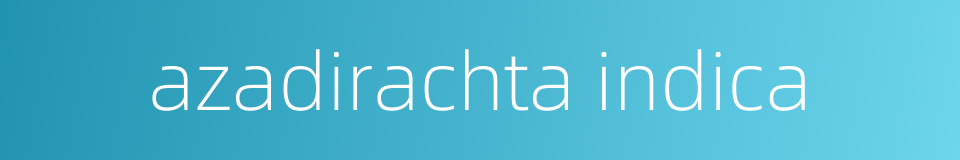azadirachta indica的同义词