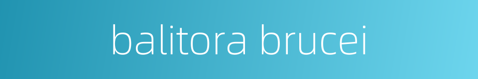 balitora brucei的同义词