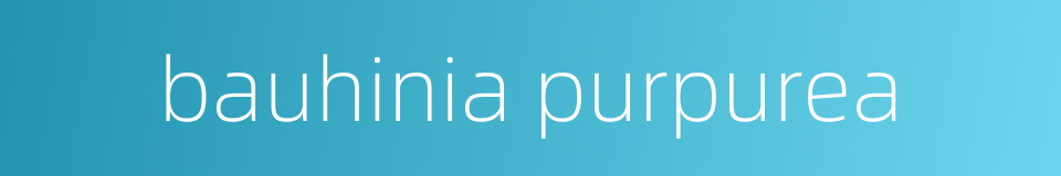 bauhinia purpurea的同义词