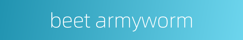 beet armyworm的同义词