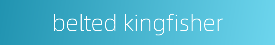 belted kingfisher的同义词