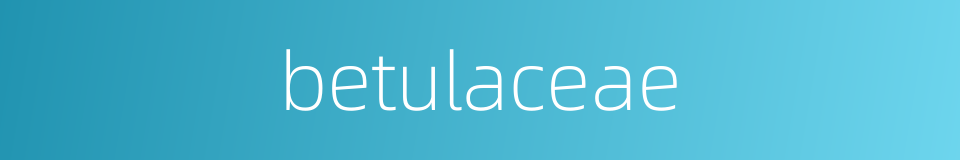 betulaceae的同义词