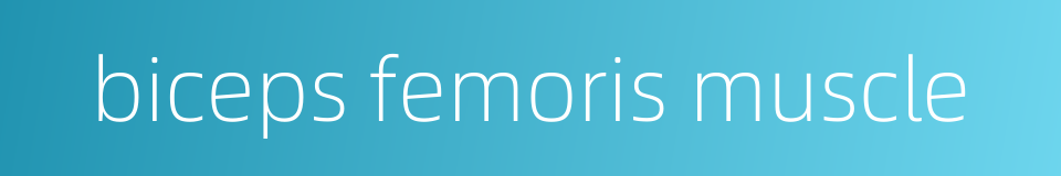 biceps femoris muscle的同义词