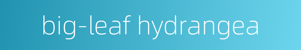 big-leaf hydrangea的同义词