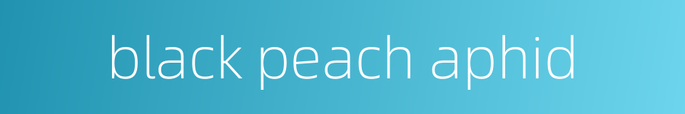 black peach aphid的同义词