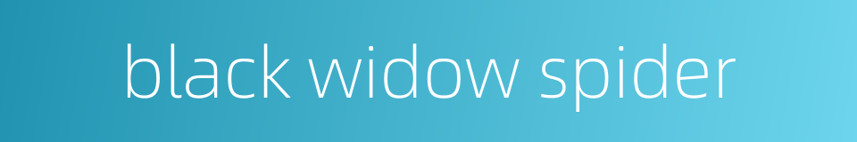 black widow spider的同义词