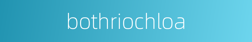bothriochloa的同义词