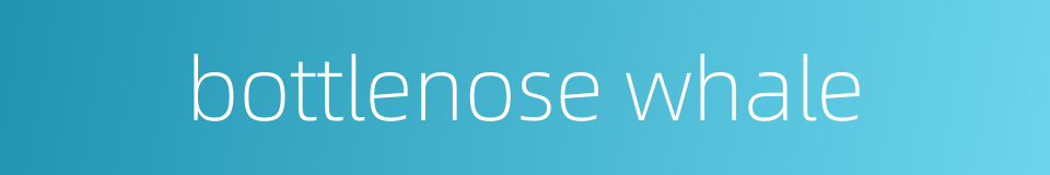 bottlenose whale的同义词