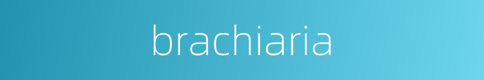 brachiaria的同义词