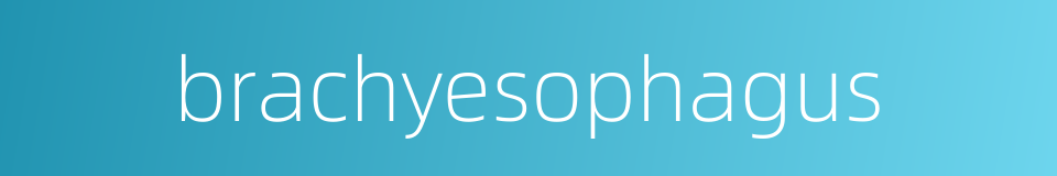 brachyesophagus的同义词