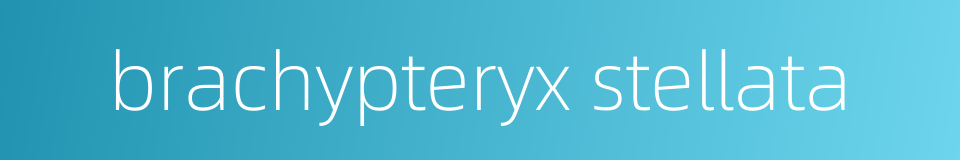 brachypteryx stellata的同义词