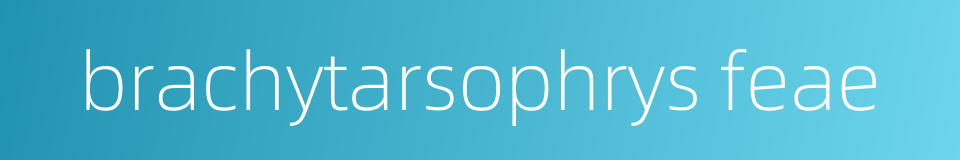brachytarsophrys feae的同义词