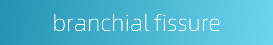 branchial fissure的同义词