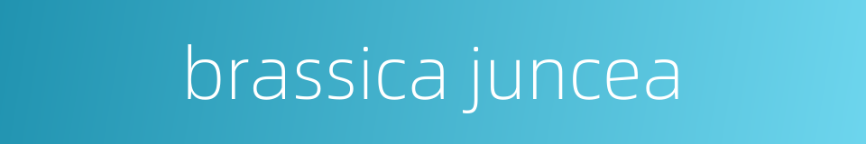 brassica juncea的同义词