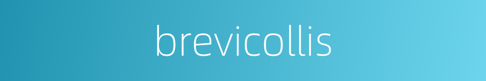 brevicollis的同义词