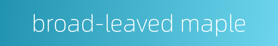 broad-leaved maple的同义词