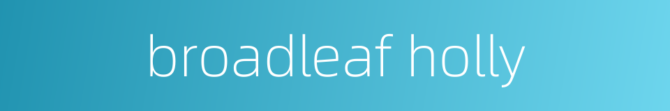 broadleaf holly的同义词