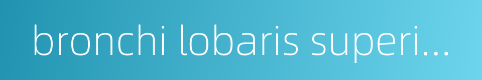 bronchi lobaris superior dexter的同义词