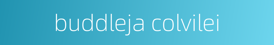 buddleja colvilei的同义词