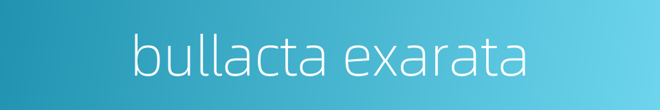 bullacta exarata的同义词