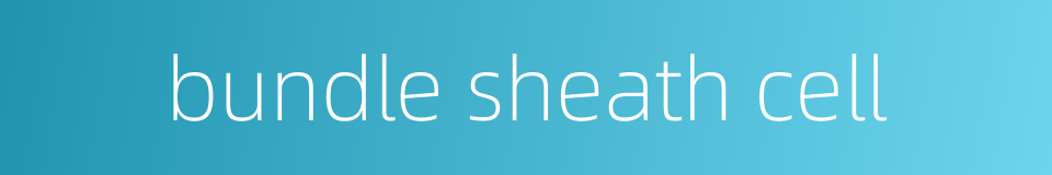 bundle sheath cell的同义词
