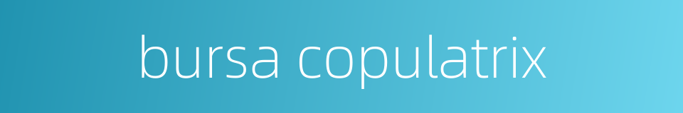 bursa copulatrix的同义词