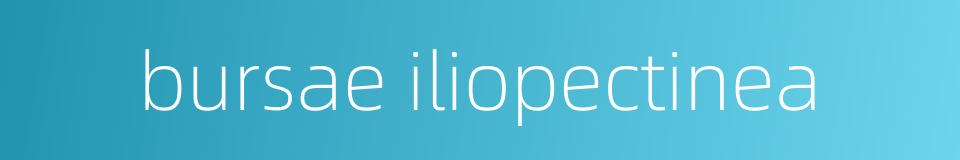 bursae iliopectinea的同义词