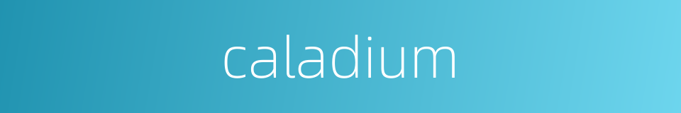 caladium的同义词