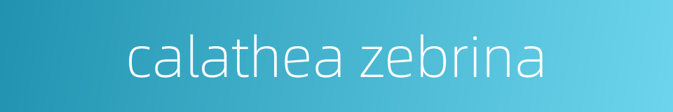calathea zebrina的同义词