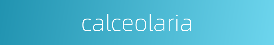 calceolaria的同义词