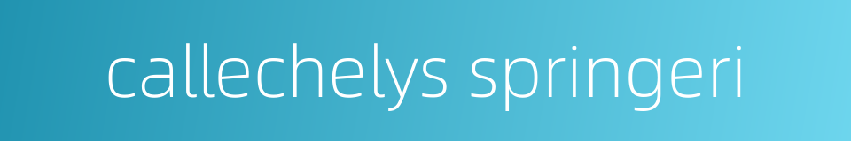 callechelys springeri的同义词
