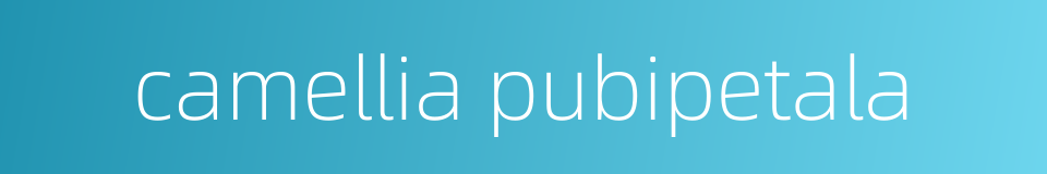 camellia pubipetala的同义词