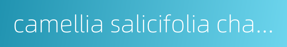 camellia salicifolia champion et bentham的同义词